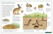 Naturtafel Hase und Kaninchen-0089, 