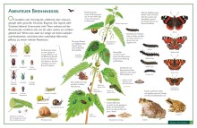 Naturtafel Lebensraum Brennnessel-0092, 