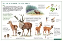 Naturtafel Reh und Hirsch-0095, 