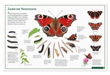 Naturtafel Entwicklung eines Schmetterlings-0081, 