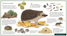 Naturpostkarte Der Igel im Garten-0160, 